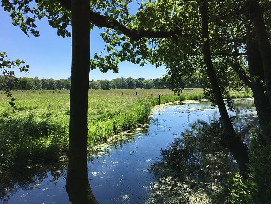 grass, nature, forest, stream, water, river, trees, meadow HD wallpaper
