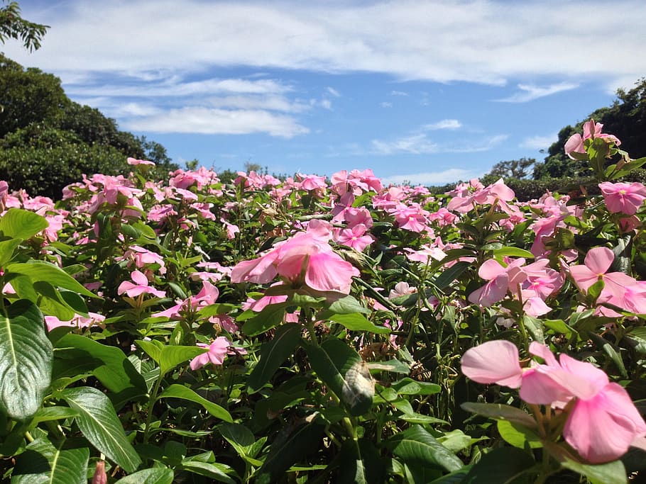 flowering plant, beauty in nature, pink color, growth, freshness HD wallpaper