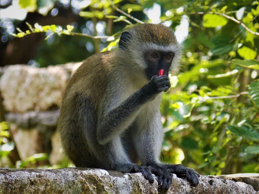 monkey, african monkey, animal, animal wildlife, animals in the wild HD wallpaper