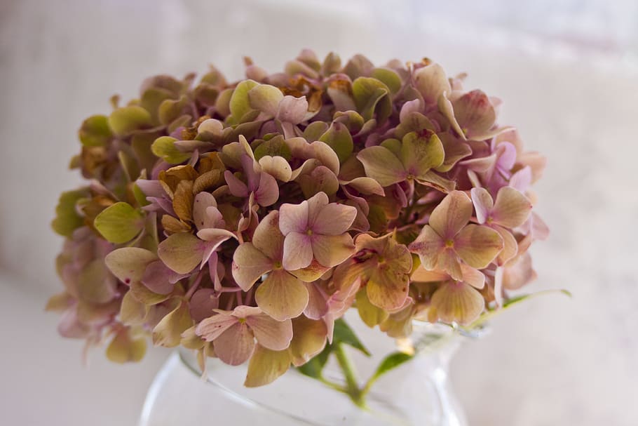 flower, nature, plant, closeup, floral, hydrangea, blooming HD wallpaper