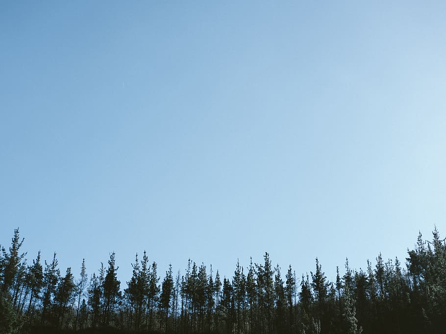 green pine trees, plant, abies, fir, conifer, nature, outdoors HD wallpaper