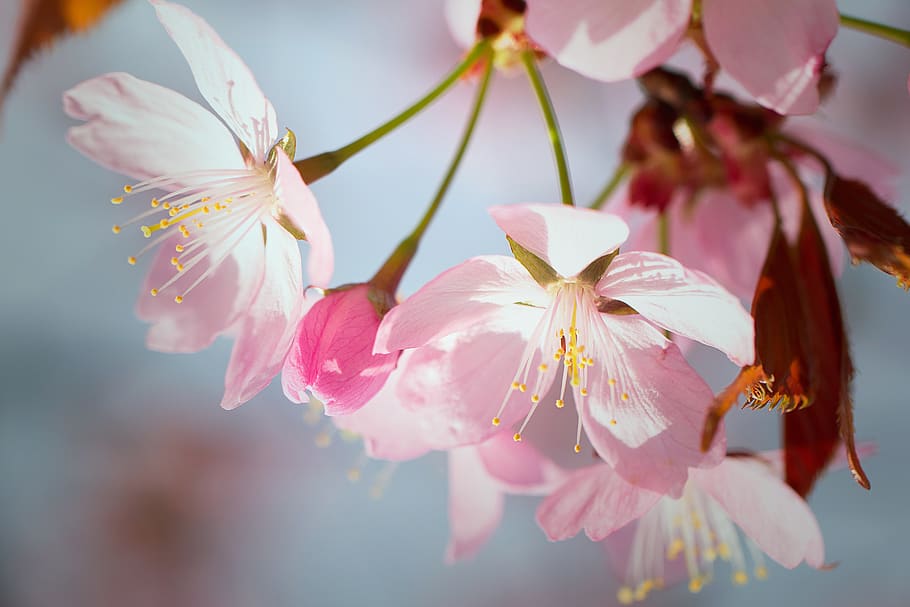 nature, inflorescence, cherry, cherry blossoms, garden, spring HD wallpaper