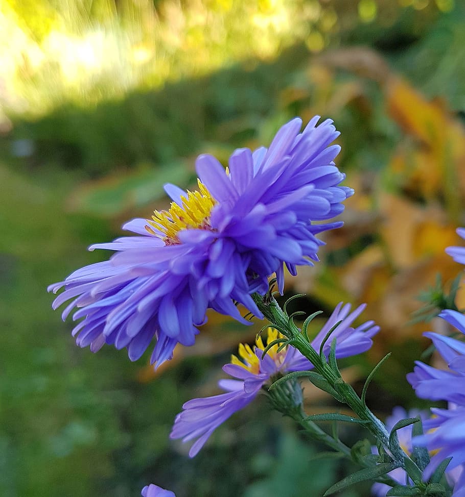 garden, blossom, bloom, aster, flower, plant, autumn, blue HD wallpaper