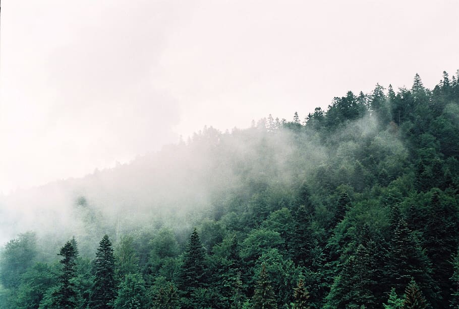 romania, brașov, tree, plant, fog, beauty in nature, tranquil scene HD wallpaper
