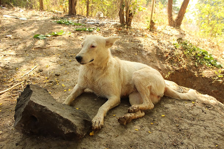 india, navi mumbai, owe village, animal, white dog, stray dog, HD wallpaper