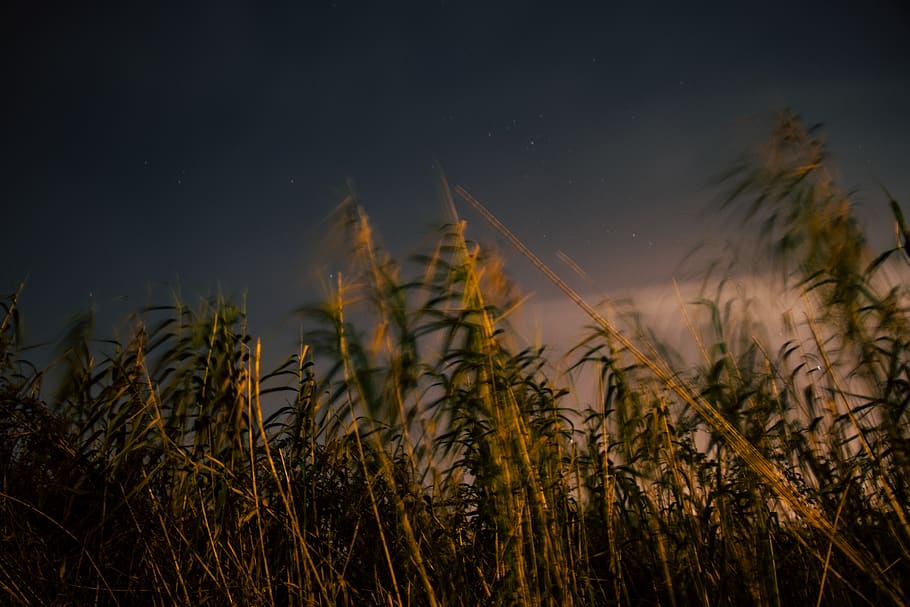 Grass Field, crop, farm, plant, growth, sky, beauty in nature HD wallpaper