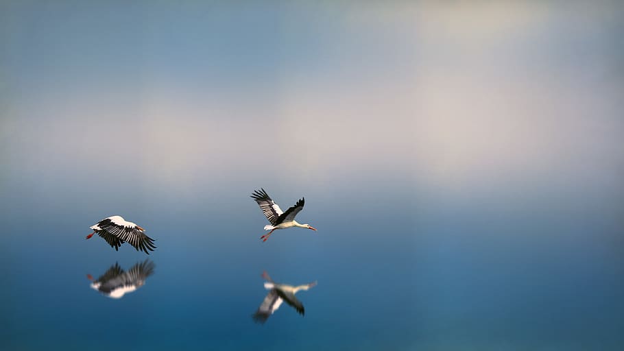 Seagulls Flying Above Body Of Water, animals, HD wallpaper, reflection HD wallpaper