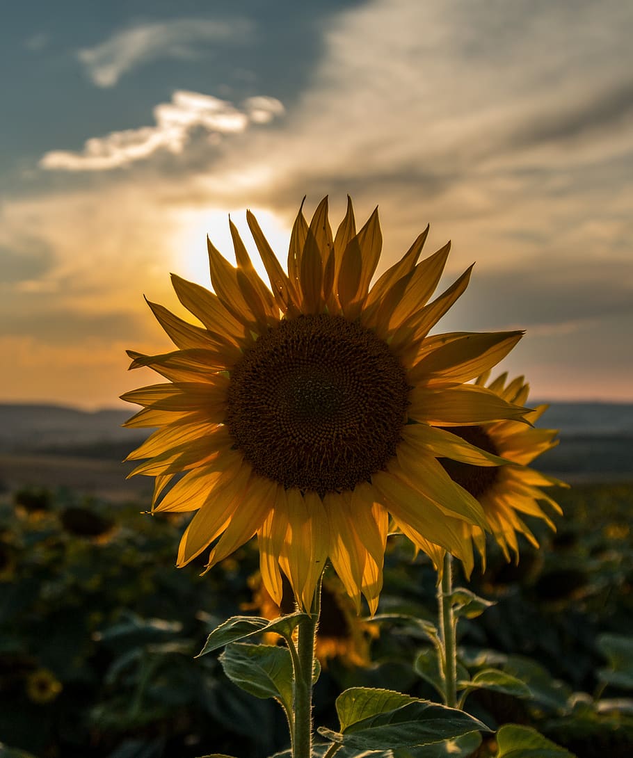 sunflower, sunset, summer, nature, sky, landscape, outdoor HD wallpaper