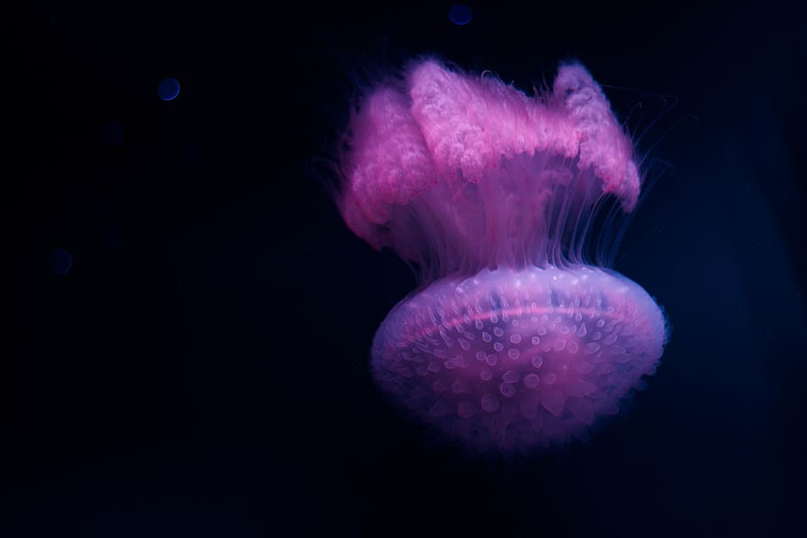 pink jelly fish, black background, sea life, animal, wallpaper, HD wallpaper