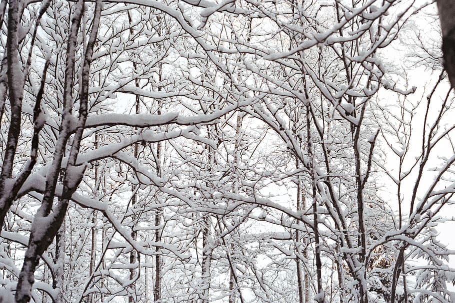 sweden, filipstad, branches, fores, winter, snow, trees, bare tree HD wallpaper