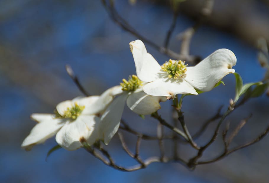 flowers, trees, spring, flowering plant, fragility, freshness HD wallpaper