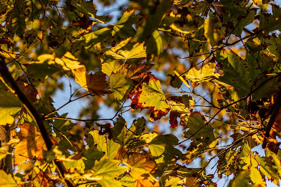 fall color, fall backgrounds, fall landscape, fall wallpaper HD wallpaper
