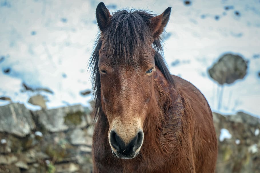 nepal, ghode pani, mammal, animal, horse, animal themes, one animal HD wallpaper