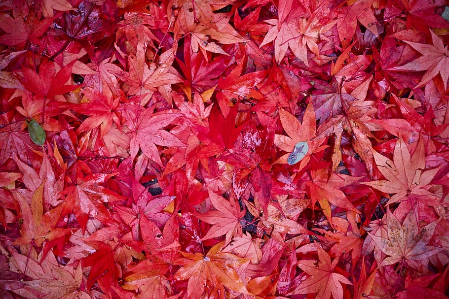 red leaves, leaf, plant, tree, maple, maple leaf, nature, woodland HD wallpaper