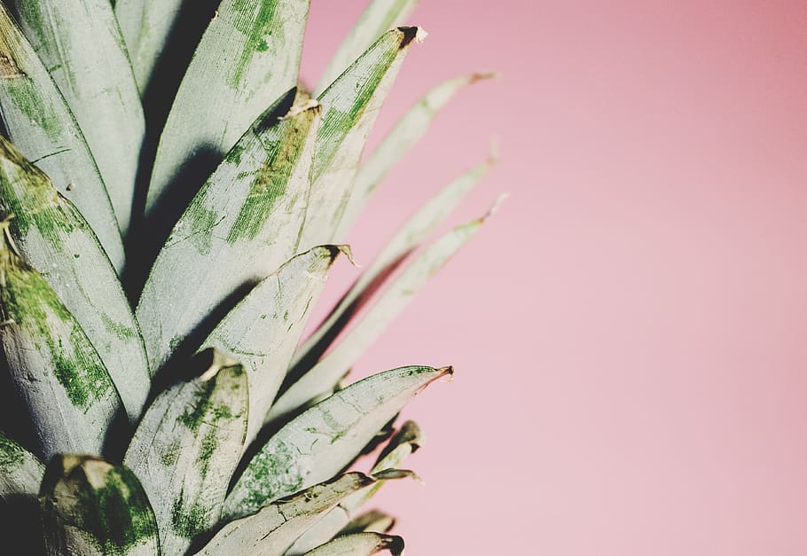 pineapple, crown, fruit, detail, plant, growth, close-up, no people, HD wallpaper
