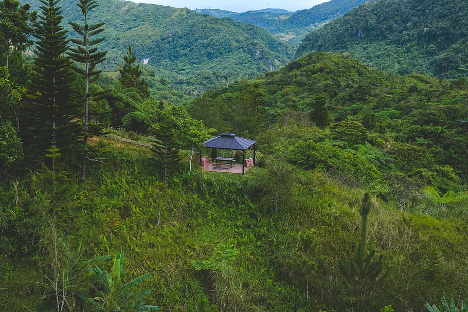 trees, hut, solo, rest, plant, mountain, green color, growth HD wallpaper