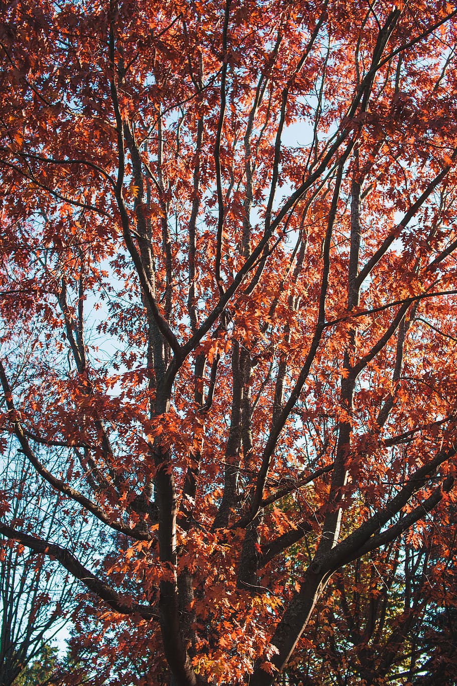 trees, leaves, fall, autumn, foliage, nature, northwest, pnw HD wallpaper