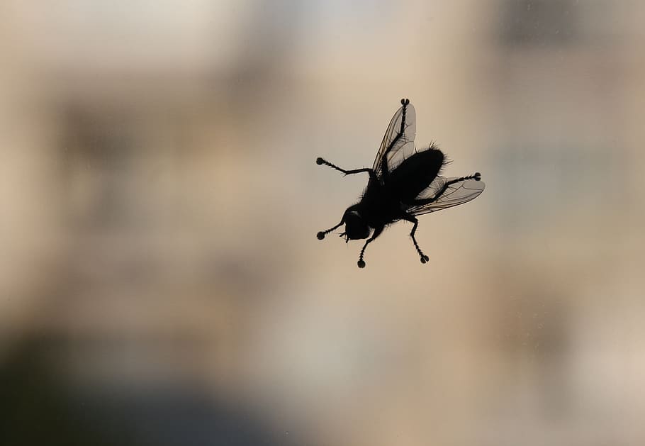 insects, fly, bug, window, invertebrate, animals in the wild HD wallpaper