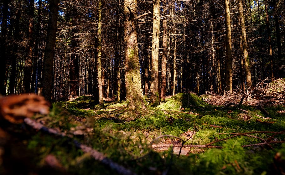 forest, trees, sun, light, autumn, ground, moss, forest floor HD wallpaper