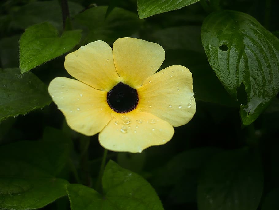 indonesia, prigen, plant, flower, flowering plant, beauty in nature HD wallpaper