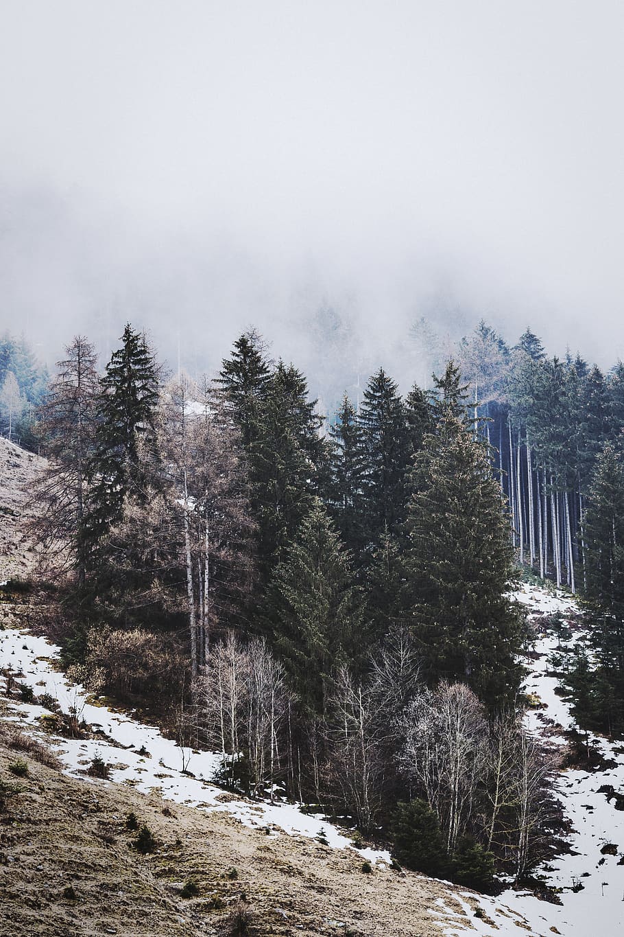 Green Pine Trees Under White Sky, cold, daylight, environment HD wallpaper