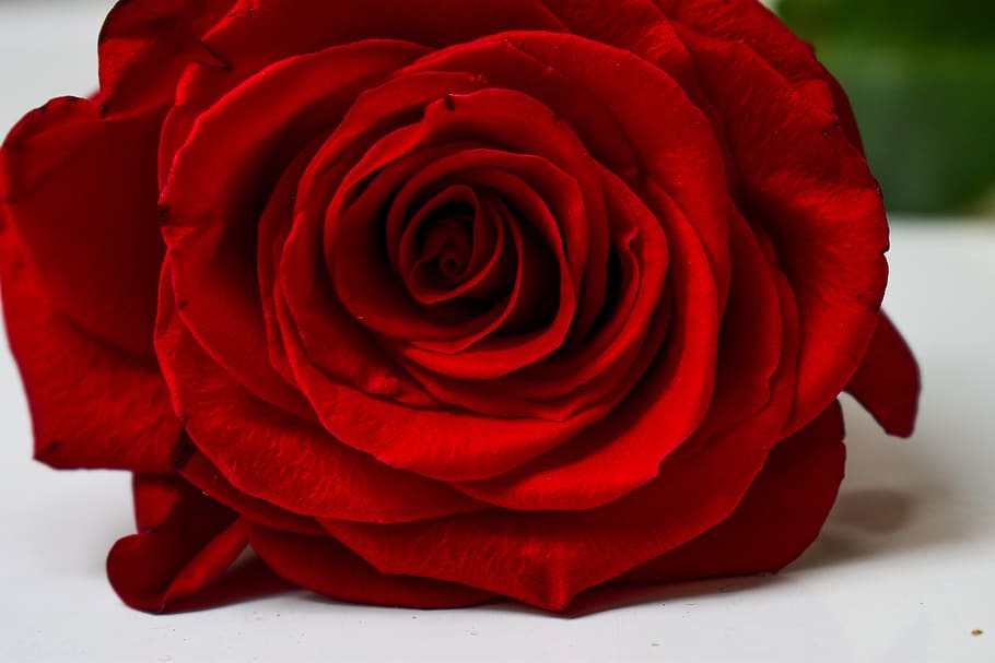 rosa, approach, color, rose, flower, flowering plant, rose - flower HD wallpaper