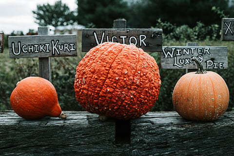three pumpkins, food, vegetable, flora, produce, plant, squash HD wallpaper