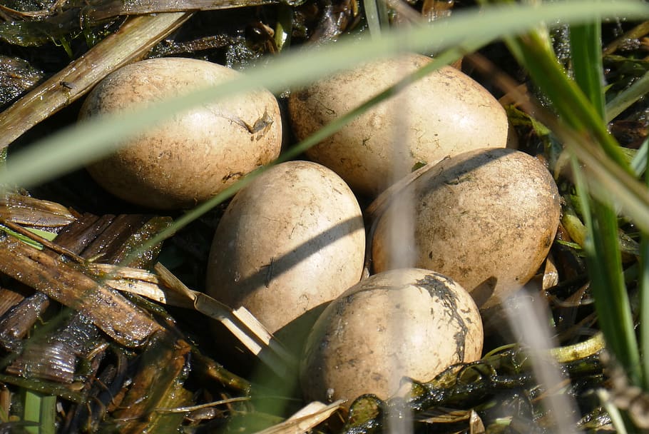 nest, eggs, great-crested grebe eggs, spring, breeding season HD wallpaper