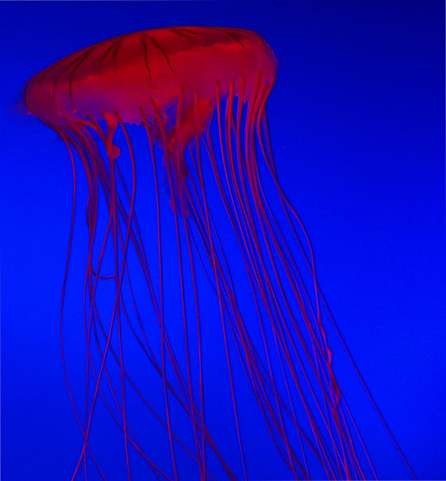 singapore, blue, jellyfish, marine, animals in the wild, animal wildlife HD wallpaper
