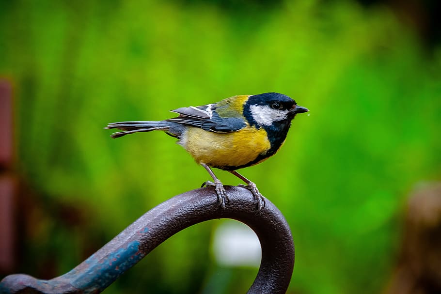 bird, wild, animel, focus, vögel, details, nature, animal wildlife HD wallpaper