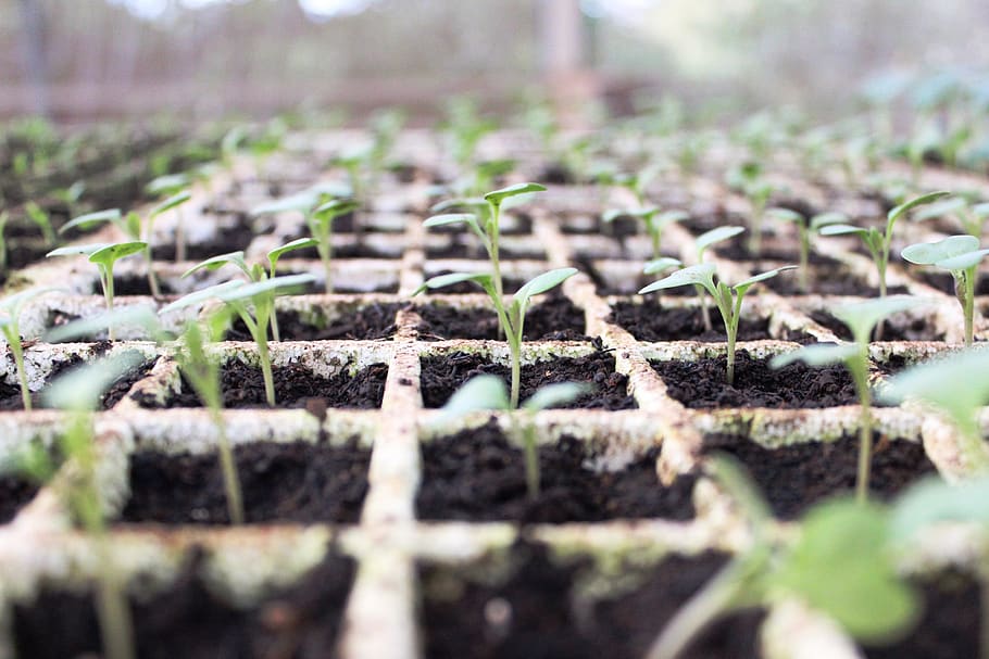 brazil, plants, changes, environment, vegetable, growth, seedling HD wallpaper