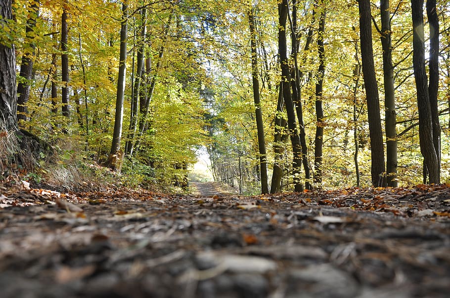 forrest, wood, tree, nature, forest, woods, outdoor, landscape HD wallpaper