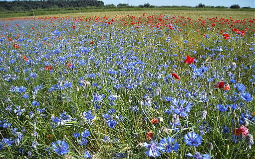 germany, wolfsburg, flower, flowering plant, field, beauty in nature HD wallpaper