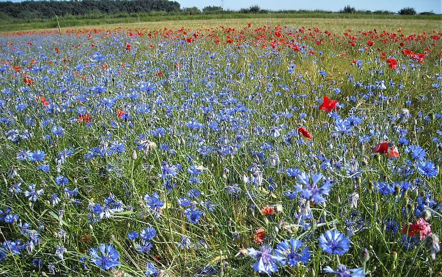 germany, wolfsburg, flower, flowering plant, field, beauty in nature HD wallpaper