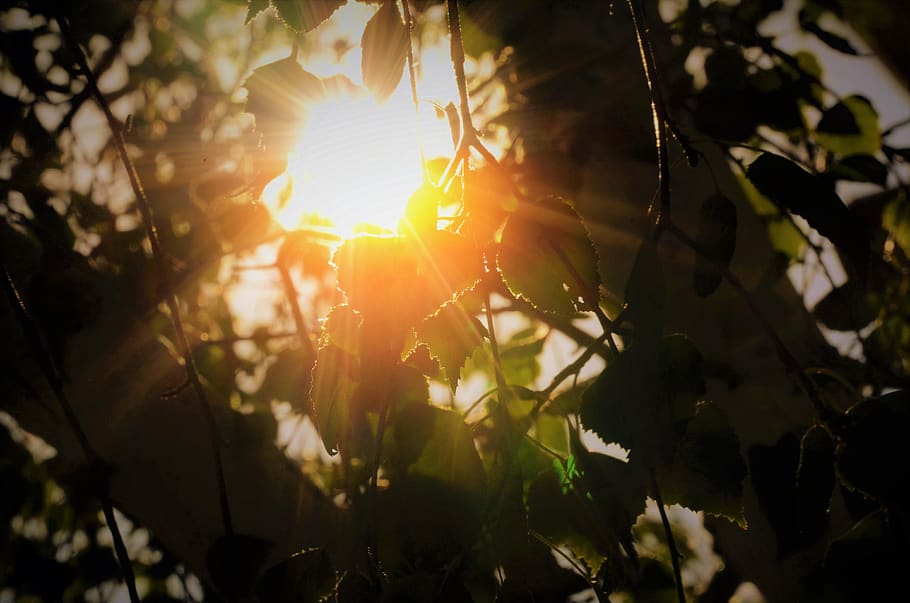 sun, tree, leaves, bright, sunshine, sunset, plant, sunlight HD wallpaper