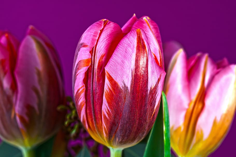 Pink and Yellow Twist Tulips