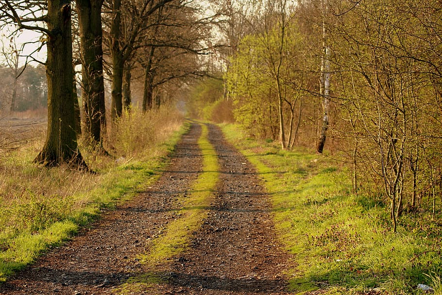 dirt road, forest, spring, spacer, green, landscape, tree, the path HD wallpaper