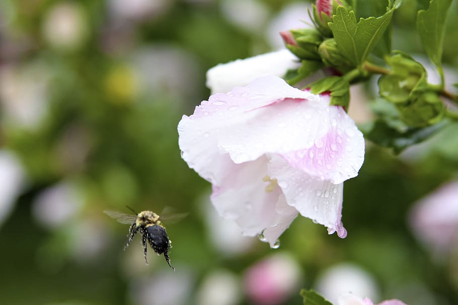 flower, rain, water drops, flowering plant, insect, vulnerability HD wallpaper