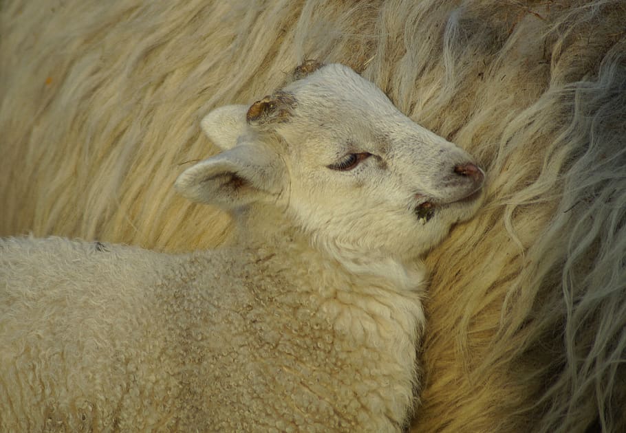lamb, easter, schäfchen, passover, cute, motherly love, sweet HD wallpaper
