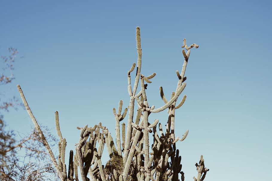 bare trees under blue sky, plant, cactus, outdoors, nature, grass HD wallpaper