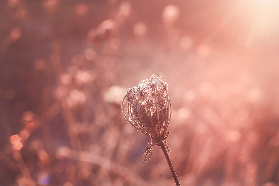 Shallow Focus Photography of Flower, blur, blurred background HD wallpaper