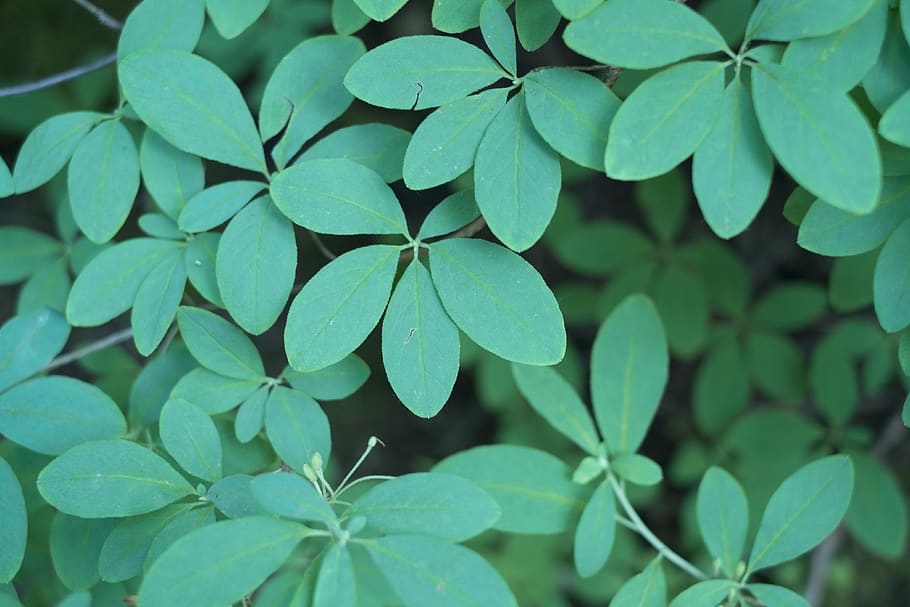 forest, leaf, leaves, patten, nature, green, plant part, growth HD wallpaper