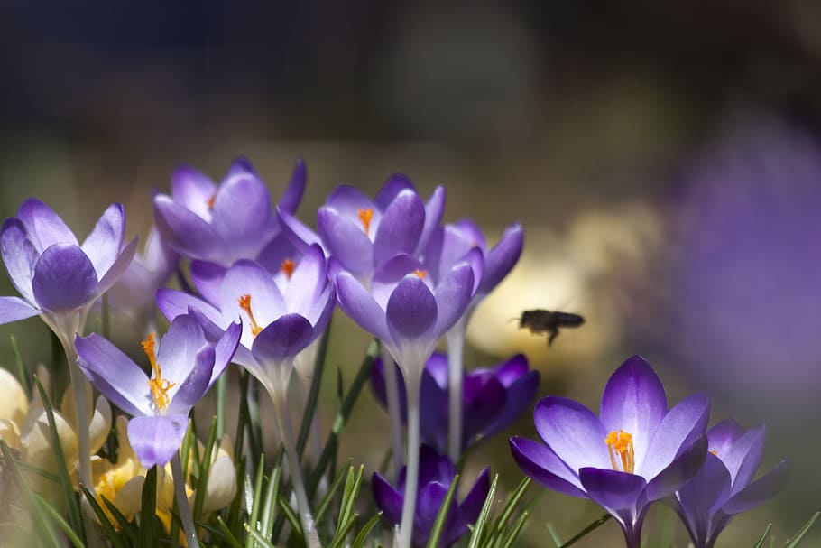 crocus, fresh, flower, nature, fragrance, garden, blooming HD wallpaper