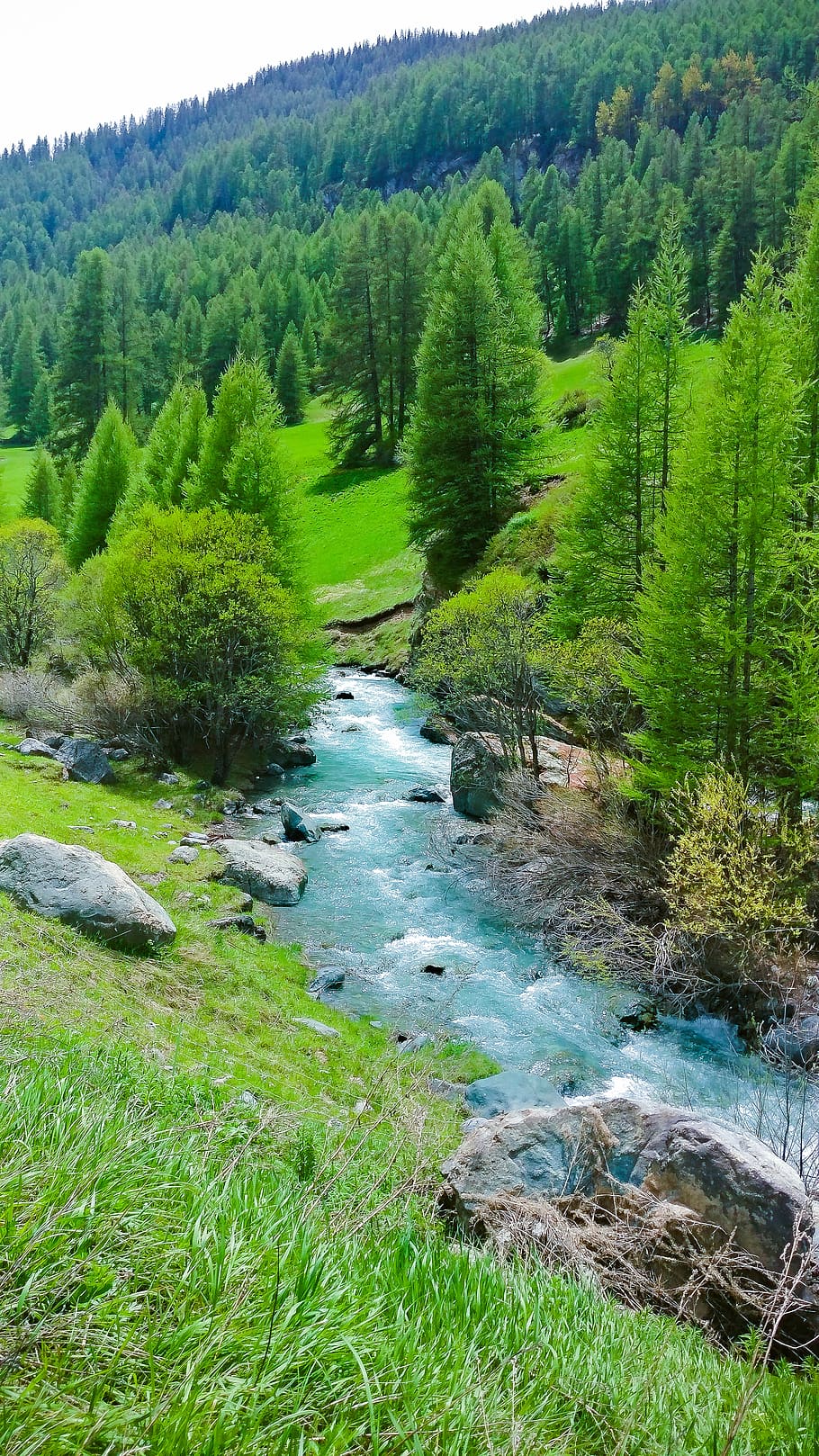 green pine tree with blue river, plant, scenics - nature, beauty in nature HD wallpaper