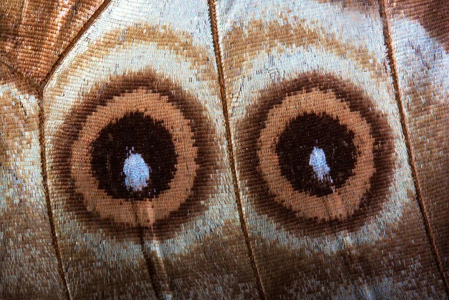 wing, butterfly, insect, animal, wild, nature, eye, close-up HD wallpaper