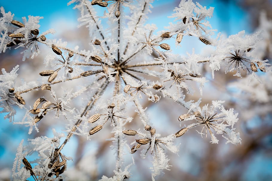 White Flowers, blur, branch, bright, close-up, cold, delicate HD wallpaper