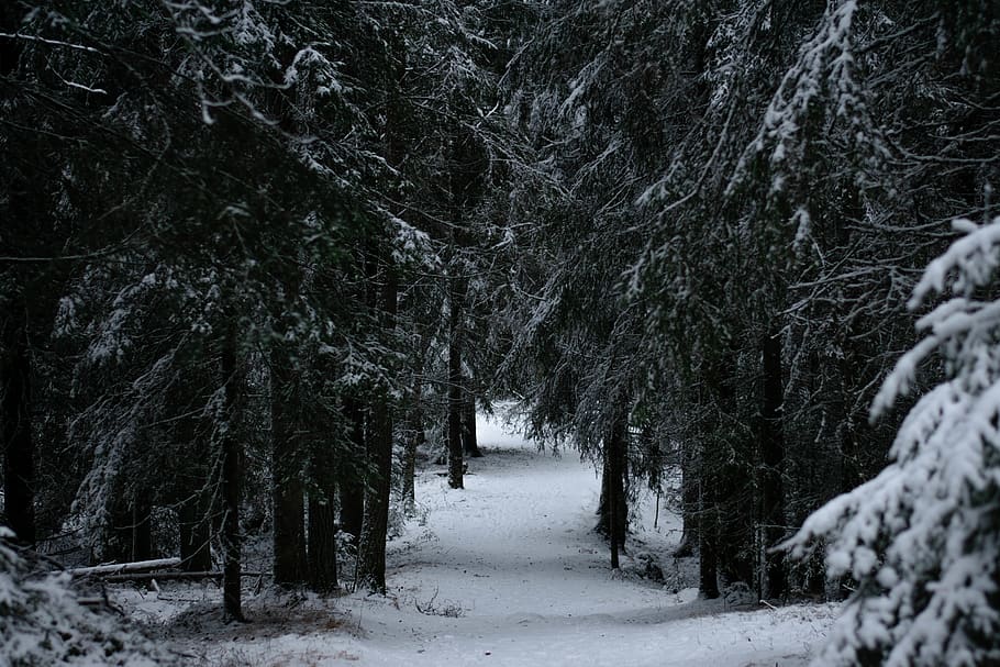 trees covered with snow, plant, abies, fir, conifer, outdoors HD wallpaper