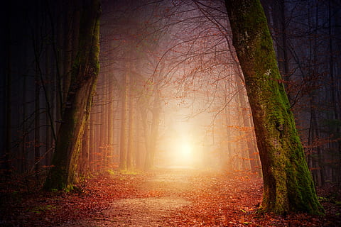 narrow pathway near tress, road, forest, tree, tunnel, fog, foggy HD wallpaper