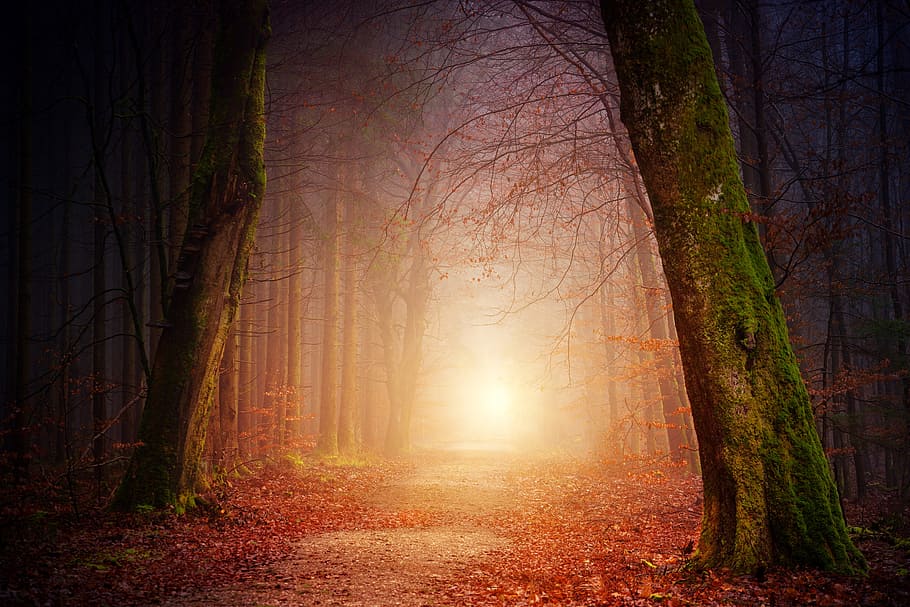 narrow pathway near tress, road, forest, tree, tunnel, fog, foggy HD wallpaper