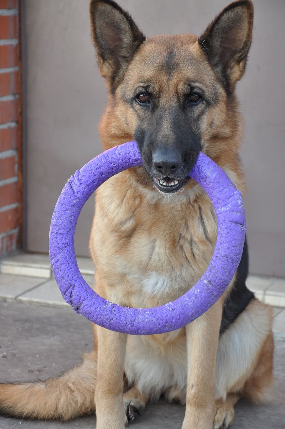 dog, shepherd, wheel, toy, puller, training, home, animal, mammal HD wallpaper